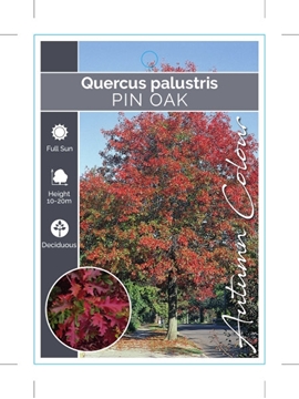 Picture of QUERCUS PALUSTRIS SPANISH OR PIN OAK                                                                                                                  