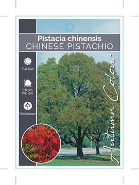 Picture of PISTACIA CHINENSIS CHINESE PISTACHIO                                                                                                                  