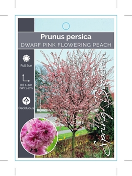 Picture of PRUNUS PERSICA DWARF PINK FLOWERING PEACH                                                                                                             