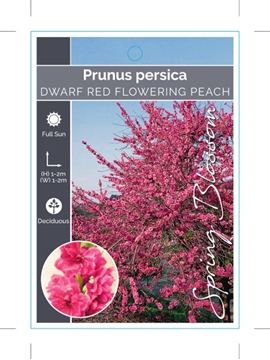 Picture of PRUNUS PERSICA DWARF RED FLOWERING PEACH                                                                                                              