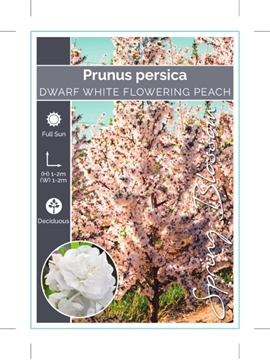 Picture of PRUNUS PERSICA DWARF WHITE FLOWERING PEACH                                                                                                            