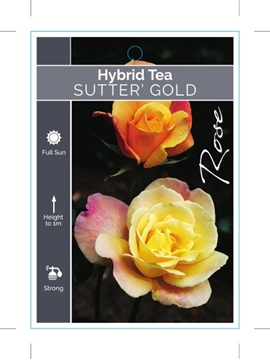 Picture of ROSE SUTTERS GOLD (HT)                                                                                                                                