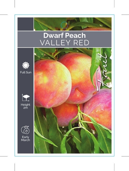 Picture of FRUIT PEACH DWARF VALLEY RED                                                                                                                          