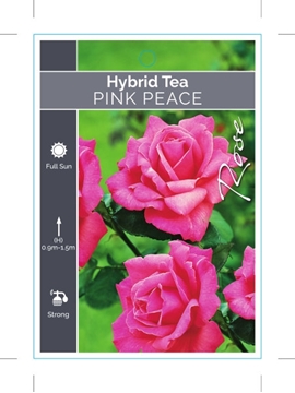 Picture of **ROSE PINK PEACE (HT)                                                                                                                                