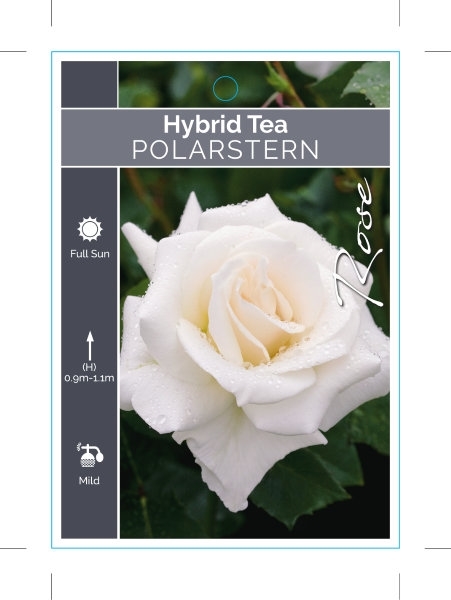 Picture of ROSE POLARSTERN (HT)                                                                                                                                  