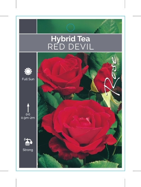 Picture of **ROSE RED DEVIL (HT)                                                                                                                                 
