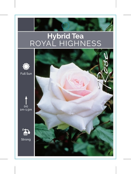 Picture of ROSE ROYAL HIGHNESS (HT)                                                                                                                              