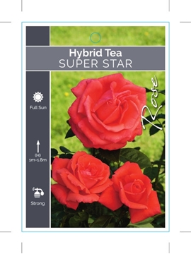 Picture of ROSE SUPER STAR (HT)                                                                                                                                  