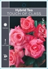 Picture of **ROSE TOUCH OF CLASS (HT)                                                                                                                            