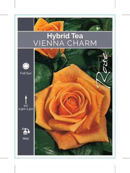 Picture of ROSE VIENNA CHARM (HT)                                                                                                                                