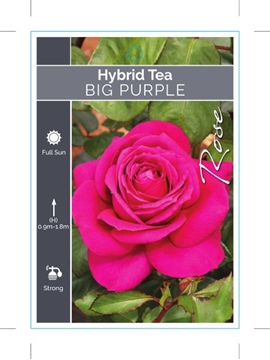 Picture of ROSE BIG PURPLE (HT)                                                                                                                                  