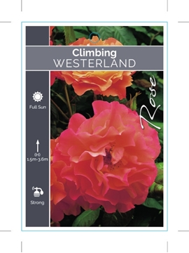 Picture of ROSE WESTERLAND (CL)                                                                                                                                  