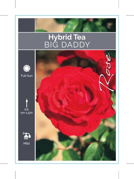 Picture of **ROSE BIG DADDY (HT)                                                                                                                                 