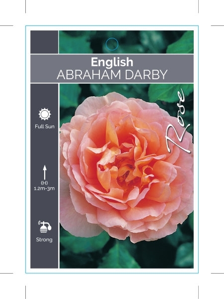 Picture of ROSE ABRAHAM DARBY (ER)                                                                                                                               