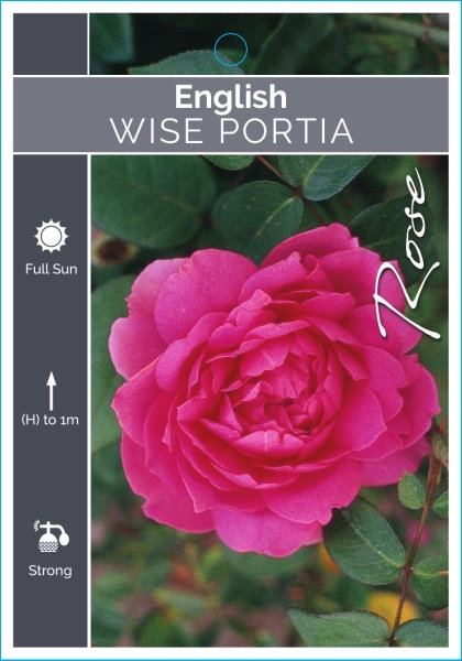 Picture of **ROSE WISE PORTIA (ER)                                                                                                                               