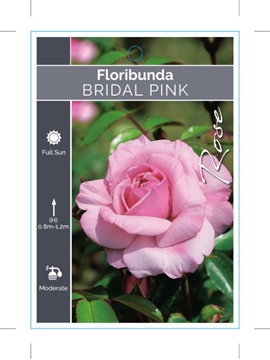 Picture of ROSE BRIDAL PINK (FL)                                                                                                                                 