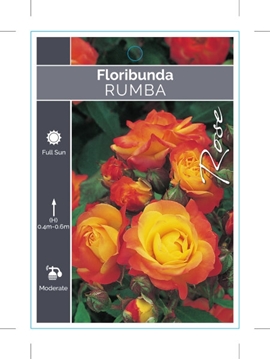 Picture of **ROSE RUMBA (FL)                                                                                                                                     
