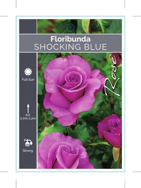 Picture of ROSE SHOCKING BLUE (FL)                                                                                                                               