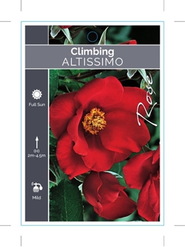 Picture of ROSE ALTISSIMO CLIMBING                                                                                                                               