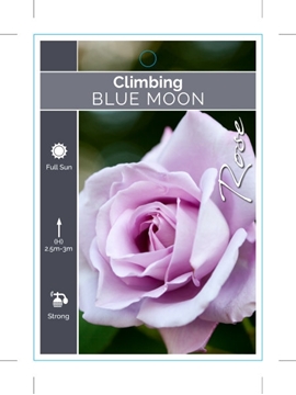 Picture of ROSE BLUE MOON (CL)                                                                                                                                   