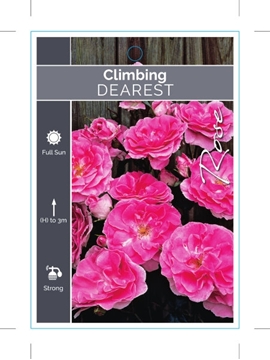 Picture of ROSE DEAREST CLIMBING                                                                                                                                 