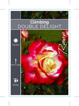 Picture of ROSE DOUBLE DELIGHT CLIMBING                                                                                                                          