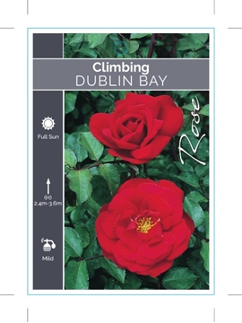 Picture of ROSE DUBLIN BAY (CL)                                                                                                                                  