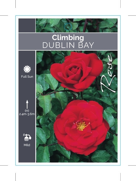 Picture of ROSE DUBLIN BAY CLIMBING                                                                                                                              