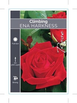 Picture of ROSE ENA HARKNESS CLIMBING                                                                                                                            