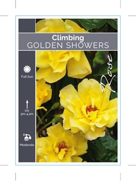 Picture of ROSE GOLDEN SHOWERS CLIMBING                                                                                                                          
