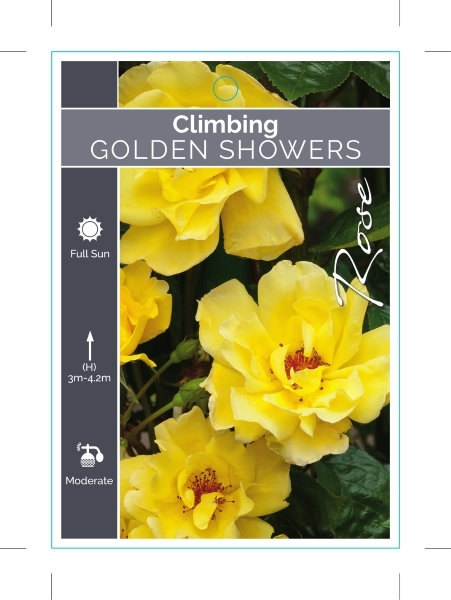 Picture of ROSE GOLDEN SHOWERS CLIMBING                                                                                                                          