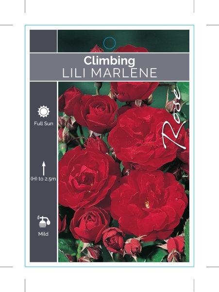 Picture of **ROSE LILI MARLENE CLIMBING                                                                                                                          