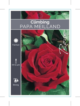 Picture of ROSE PAPA MEILLAND CLIMBING                                                                                                                           