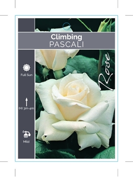 Picture of ROSE PASCALI CLIMBING                                                                                                                                 
