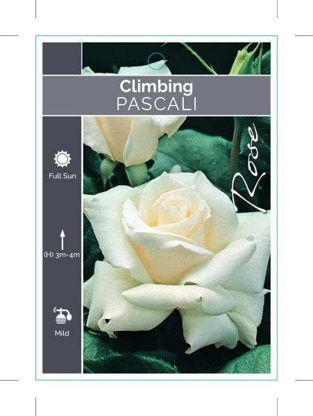 Picture of **ROSE PASCALI CLIMBING                                                                                                                               