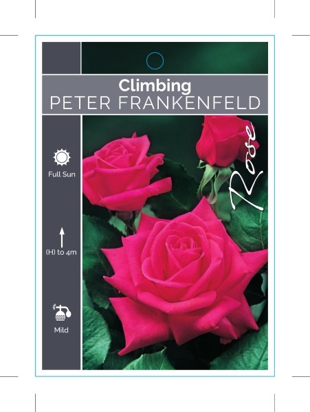 Picture of **ROSE PETER FRANKENFELD CLIMBING                                                                                                                     