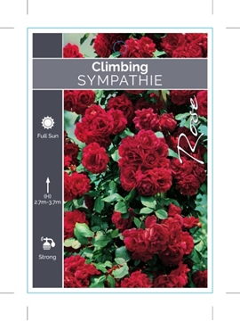 Picture of ROSE SYMPATHIE CLIMBING                                                                                                                               