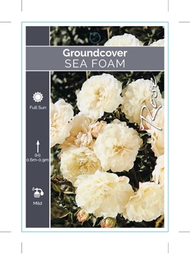 Picture of ROSE SEA FOAM (GROUNDCOVER)                                                                                                                           