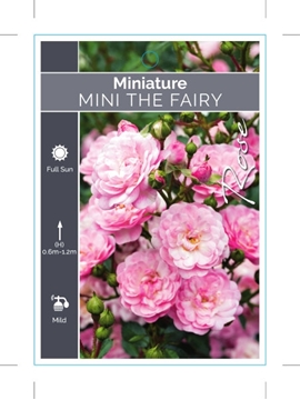 Picture of ROSE MINI THE FAIRY                                                                                                                                   