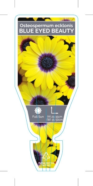 Picture of OSTEOSPERMUM BLUE EYED BEAUTY                                                                                                                         