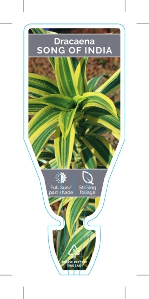 Picture of HOUSEPLANT DRACAENA REFLEXA VARIEGATED SONG OF INDIA                                                                                                  