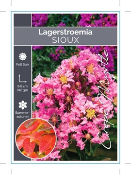 Picture of LAGERSTROEMIA SIOUX Jumbo Tag                                                                                                                         