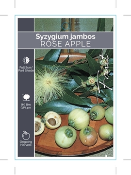 Picture of FRUIT ROSE APPLE SYZYGIUM JAMBOS                                                                                                                      