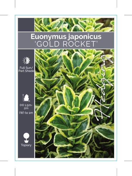 Picture of EUONYMUS JAPONICUS GOLD ROCKET                                                                                                                        