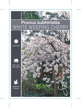Picture of PRUNUS SUBHIRTELLA PENDULA ALBA WHITE WEEPING CHERRY                                                                                                  
