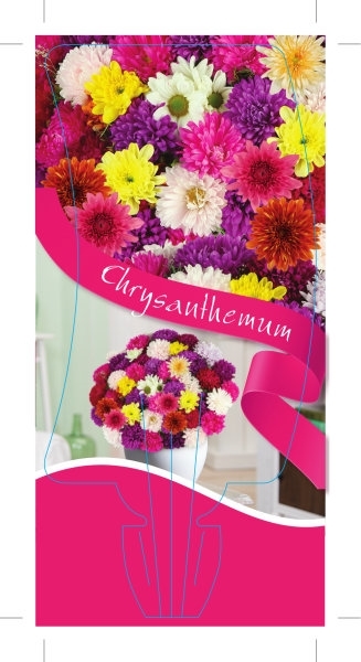 Picture of CHRYSANTHEMUM - MIXED PICTURE (UNNAMED VARIETY)                                                                                                       