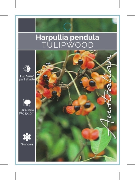 Picture of HARPULLIA PENDULA TULIPWOOD OR BLACK TULIP                                                                                                            
