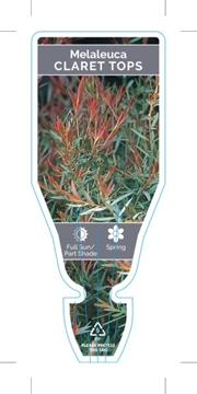 Picture of MELALEUCA CLARET TOPS                                                                                                                                 