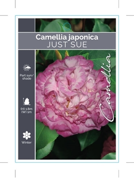 Picture of CAMELLIA JAPONICA JUST SUE                                                                                                                            