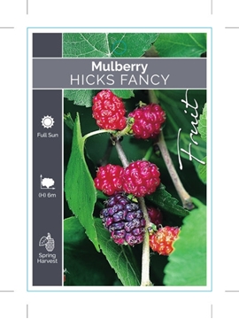 Picture of MULBERRY HICKS FANCY                                                                                                                                  